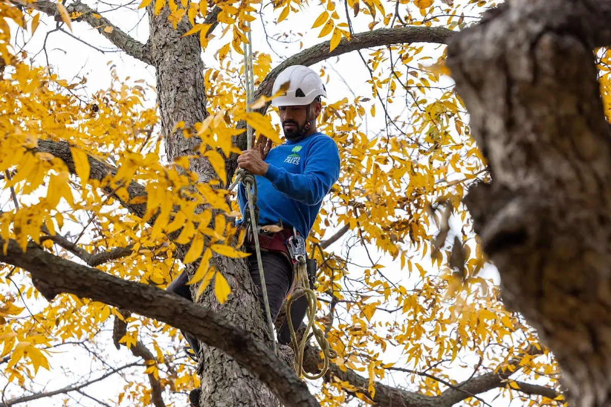 Skilled Tree Pruning crew working in Woodbine